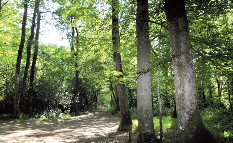 Les Chemins du Charbon de Bois - 10 km