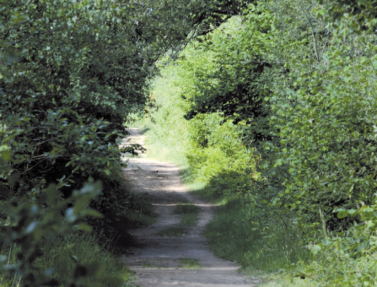 Chemin de Chêne enragé et Rond des Dames - 5 km