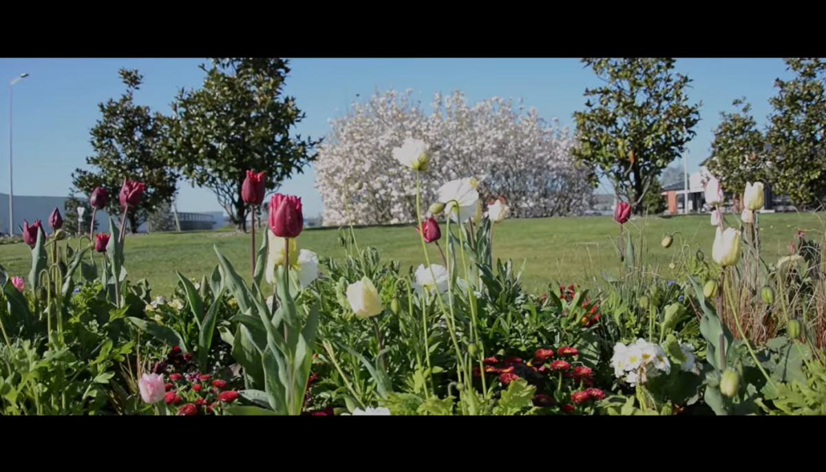 Cholet 4 fleurs
