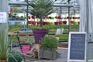 Si les plantes vous étaient contées