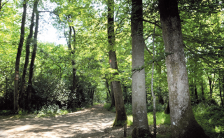 Les Chemins du Charbon de Bois - 10 km