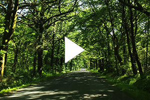 Le Massif forestier