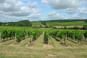 lanceur-vignoble-7521-7728