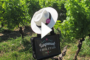 La Route des Vins