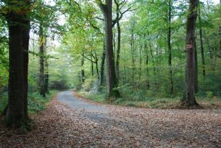 Massif forestier