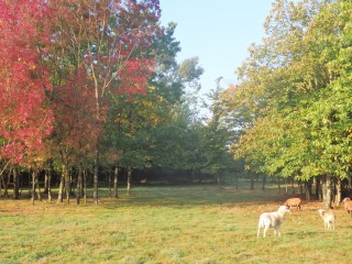 Feuilles d'automne