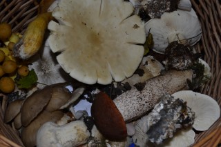 Questions pour un champignon