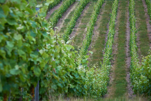 Tribus / Mini-groupes (6-15 personnes)
