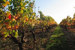 Coffret Séjour "Surprenant Choletais" - Le Moment Di[vin]