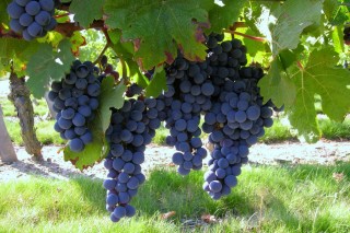 Nos Vignerons