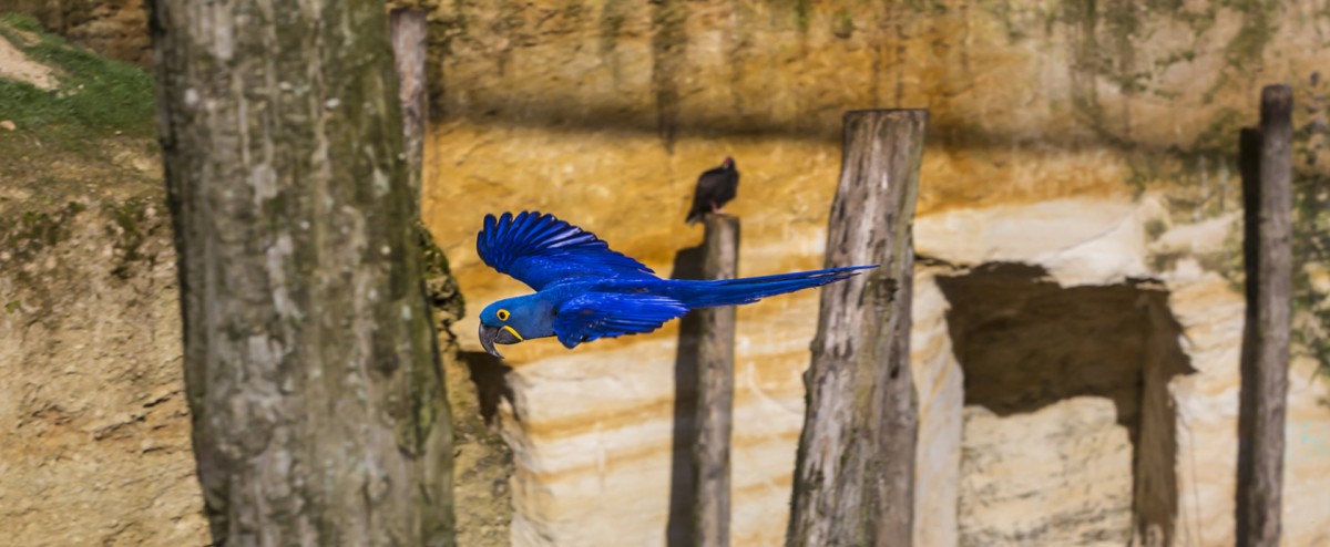 actu-parcs-animaliers-2016-2-768