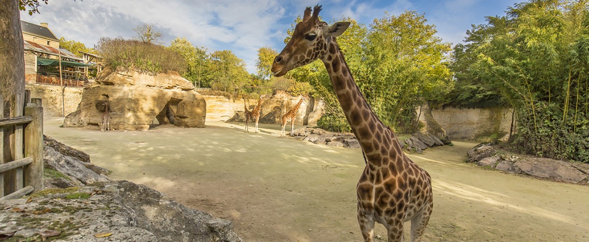 actu-parcs-animaliers-2018-1501