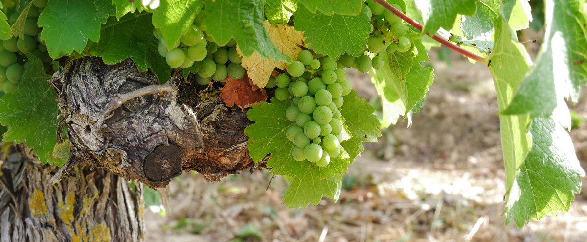 actu-vignoble-1602
