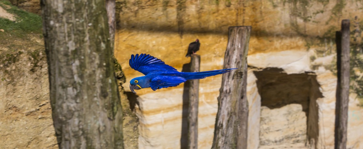 Bioparc Zoo de Doué la Fontaine
