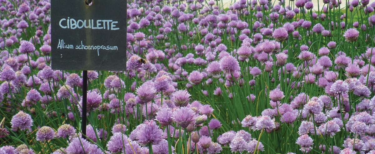 Jardin Camifolia