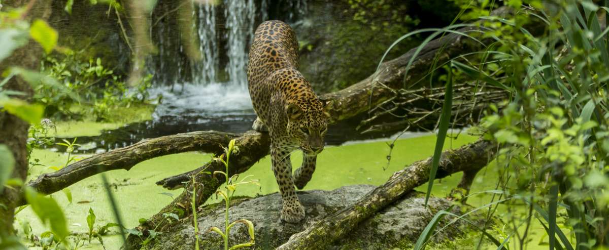 Parcs animaliers