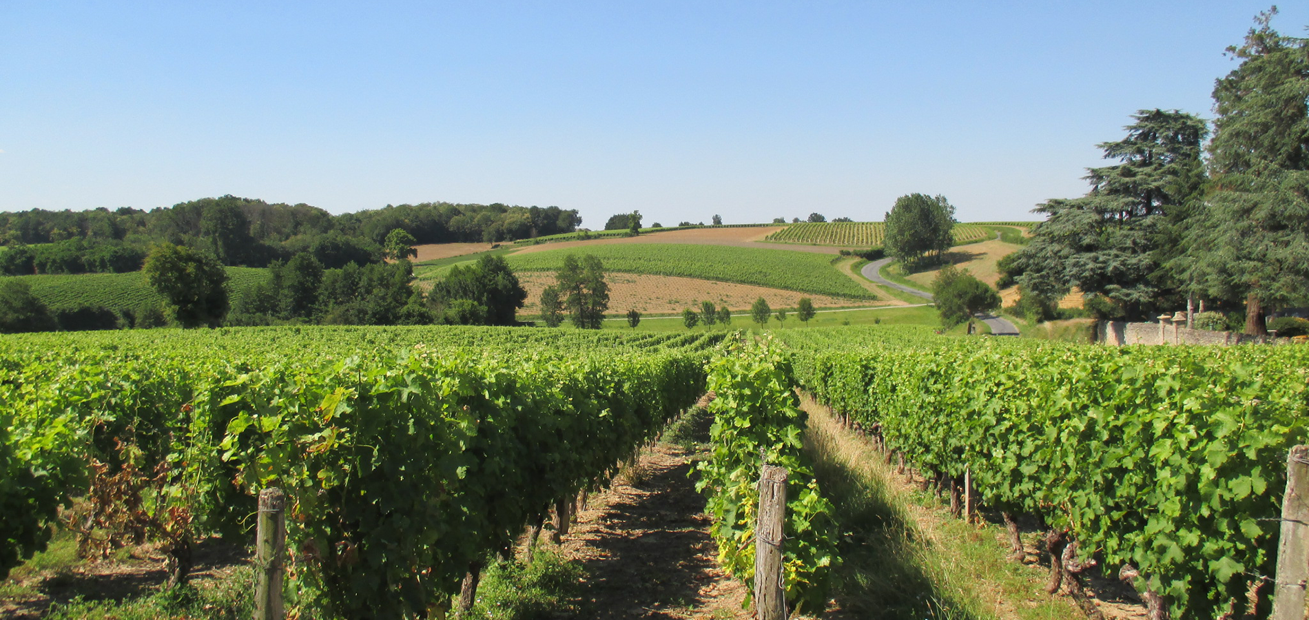 Activités & Evénements dans le vignoble