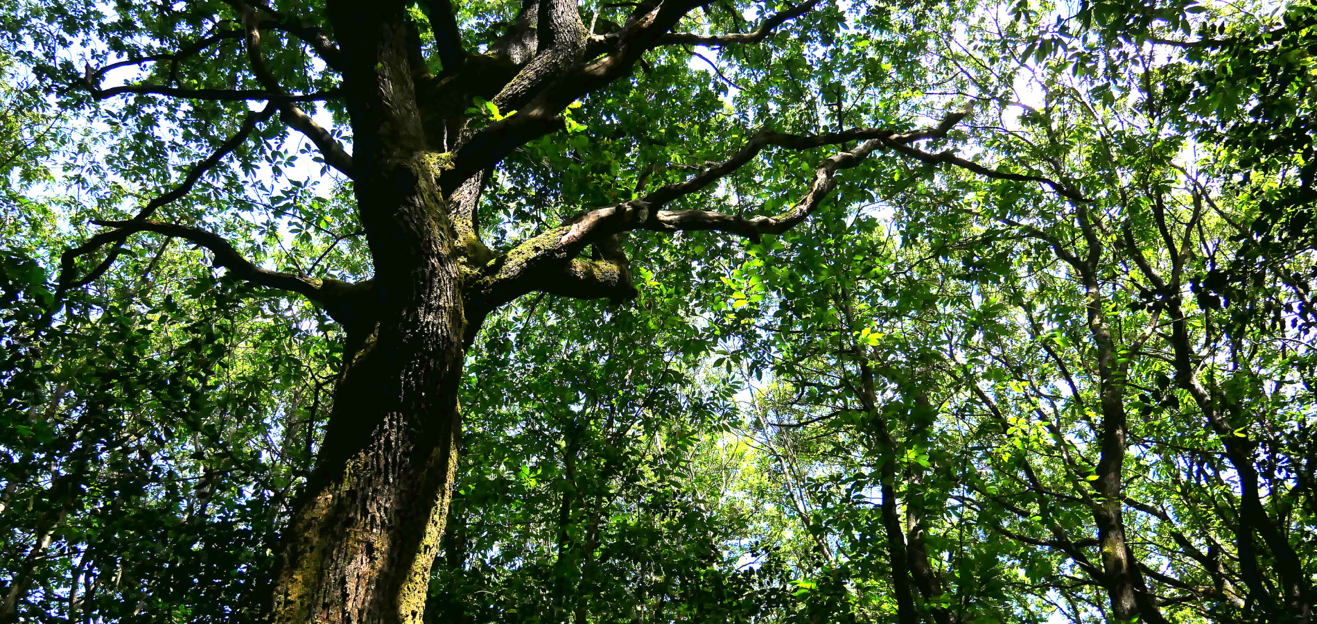 Massif Forestier