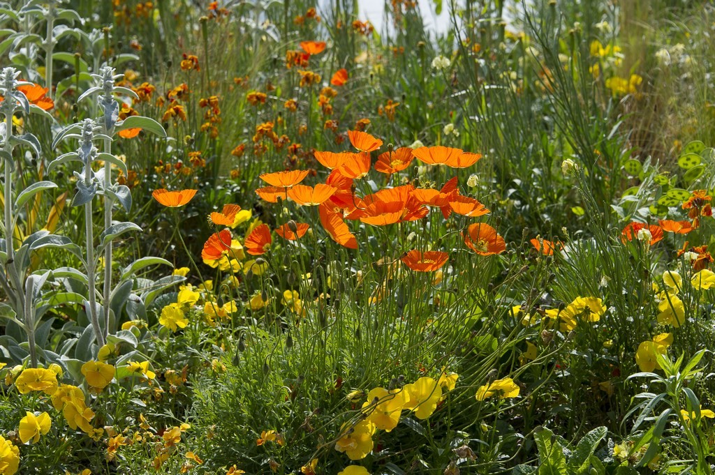 Cholet tourisme nature parc jardin ville fleurie 4 fleurs