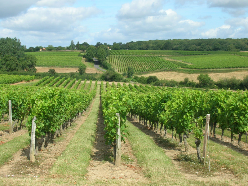 balade-dans-les-vignes-2012-tremont-49-3-1837