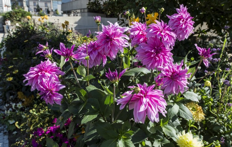 Cholet tourisme nature parc jardin ville fleurie 4 fleurs