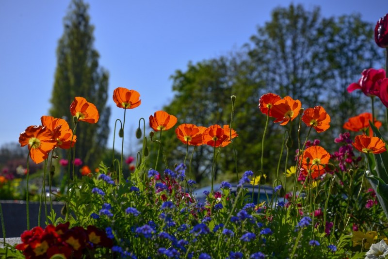 Cholet tourisme nature parc jardin ville fleurie 4 fleurs