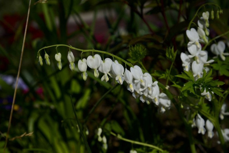 Cholet tourisme nature parc jardin ville fleurie 4 fleurs