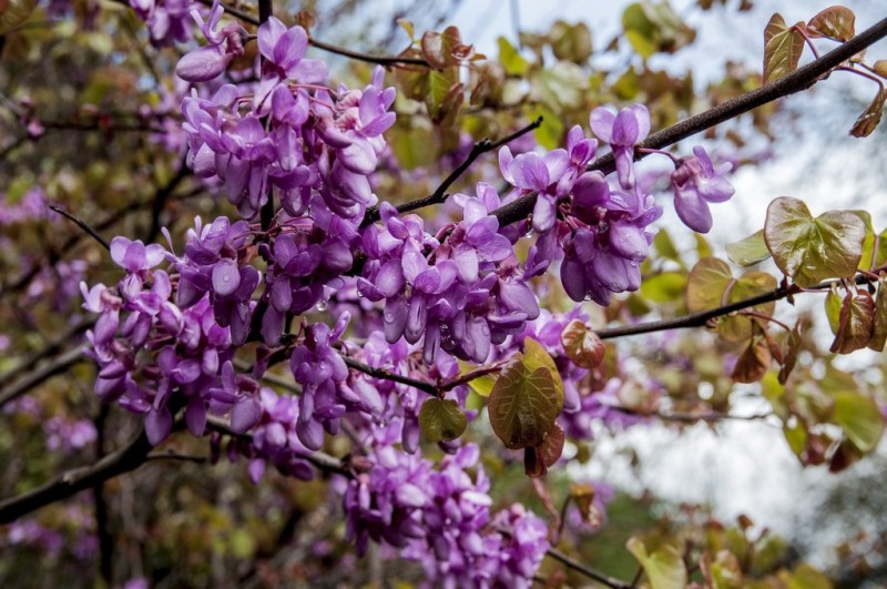 Cholet tourisme nature parc jardin ville fleurie 4 fleurs