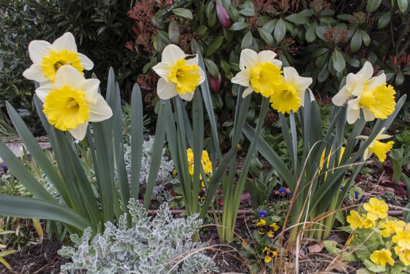 Cholet tourisme nature parc jardin ville fleurie 4 fleurs