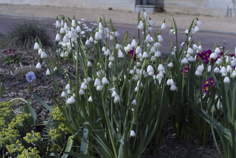 Cholet tourisme nature parc jardin ville fleurie 4 fleurs