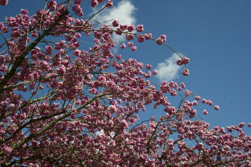 Cholet tourisme nature parc jardin ville fleurie 4 fleurs