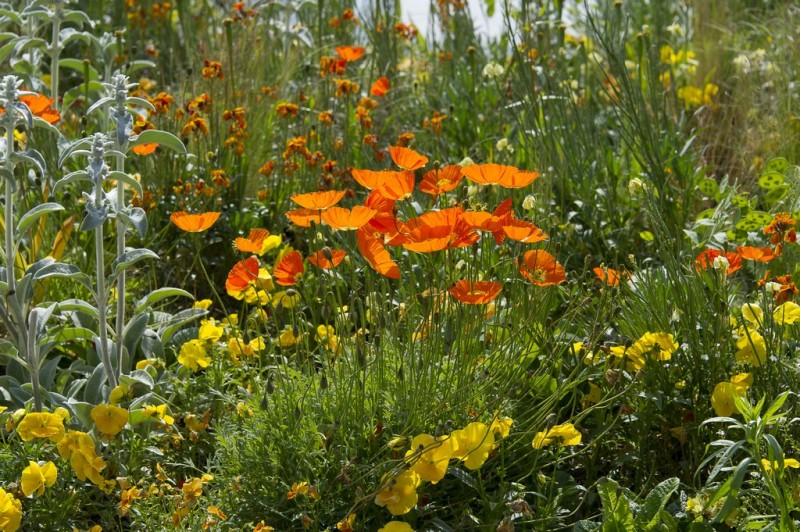 Cholet tourisme nature parc jardin ville fleurie 4 fleurs