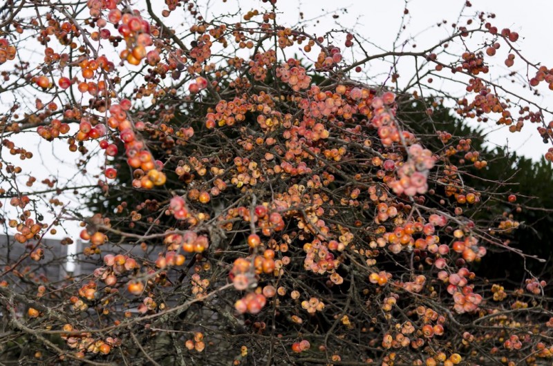 Cholet tourisme nature parc jardin ville fleurie 4 fleurs