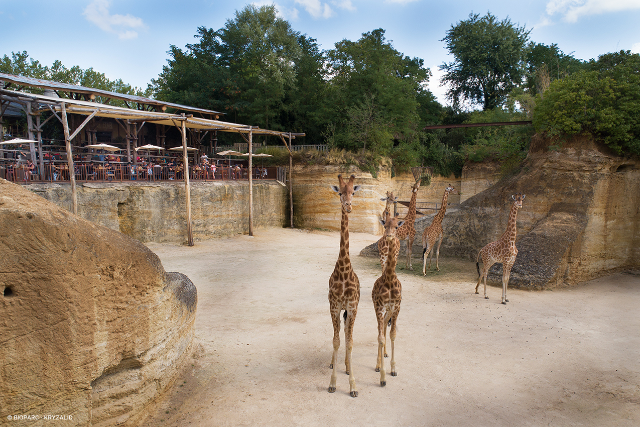 Bioparc - Zoo de Doué la Fontaine