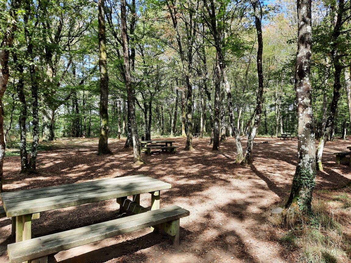 etang-des-noues-cholet-2020-49-c-catherine-fonteneau-5-copier-2852905 - © Catherine FONTENEAU