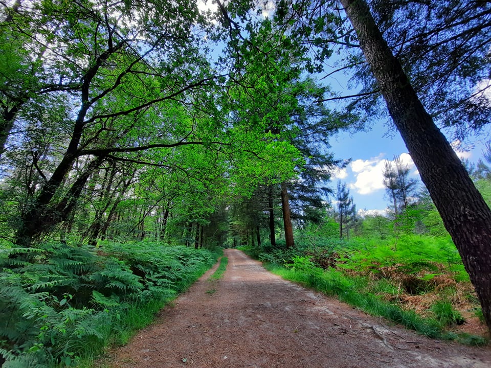 De l'Etang des Noues à l'Etang de Péronne Randonnées pédestres à CHOLET
