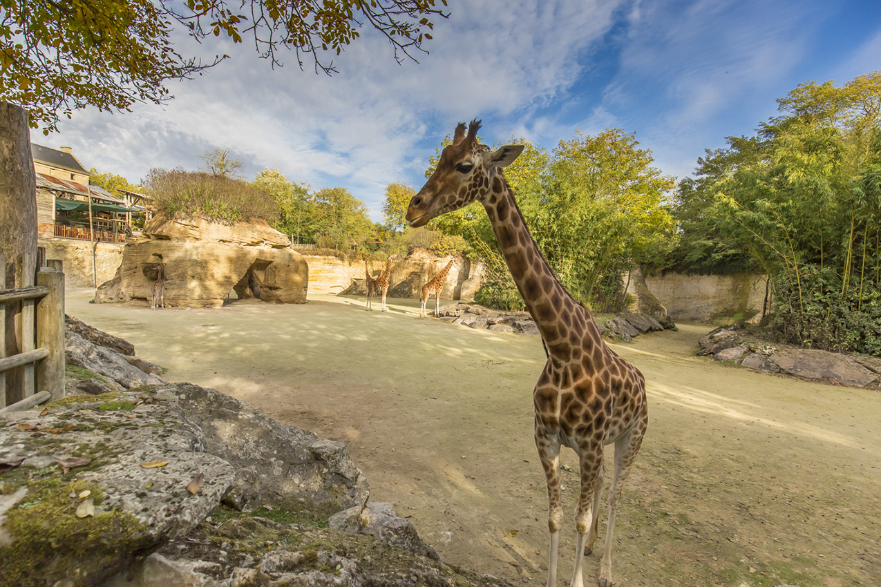 girafe-bioparc-p-chabot-2852887