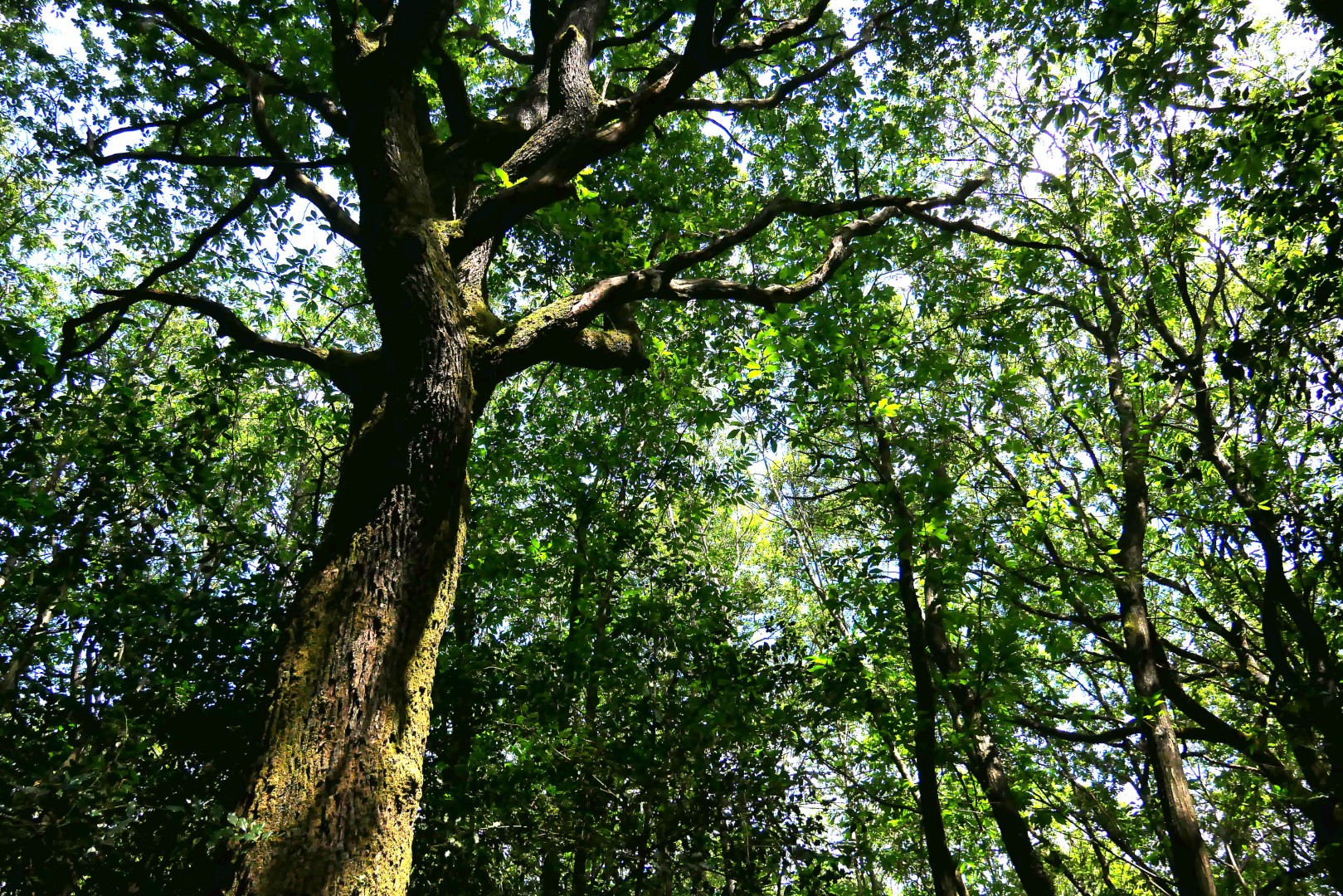 Massif Forestier - &copy; Rosalie LESUR