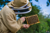 Les Abeilles de l'Oumois maulévrier