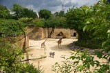 Cholet Tourisme Bioparc Zoo de Doué La fontaine 49