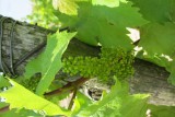 Cholet Tourisme Domaine du Clos du Beugnon La Fosse-de-Tigné Vigneron