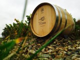 Cholet Tourisme Domaine de la Clartière Nueil-sur-Layon Viticulture Oenotourisme Vigne