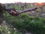 Cholet Tourisme Domaine de la Clartière Nueil-sur-Layon Viticulture Oenotourisme Vigne