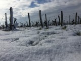 Cholet Tourisme Domaine de la Clartière Nueil-sur-Layon Viticulture Oenotourisme Vigne