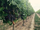 Cholet Tourisme Domaine de la Clartière Nueil-sur-Layon Viticulture Oenotourisme Vigne