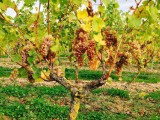 Cholet Tourisme Domaine de la Clartière Nueil-sur-Layon Viticulture Oenotourisme Vigne