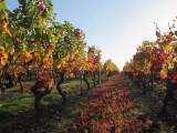 Cholet Tourisme Trémont Domaine du Moulin Vignoble Oenotourisme Dégustation