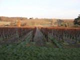 Cholet tourisme vihiersois trémont dégustation vin vignoble viticulture oenotourisme cave domaine