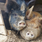 ferme-pedagogique-animay-49-2854048