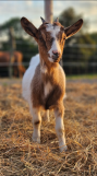 ferme-pedagogique-animay9-49-2854056